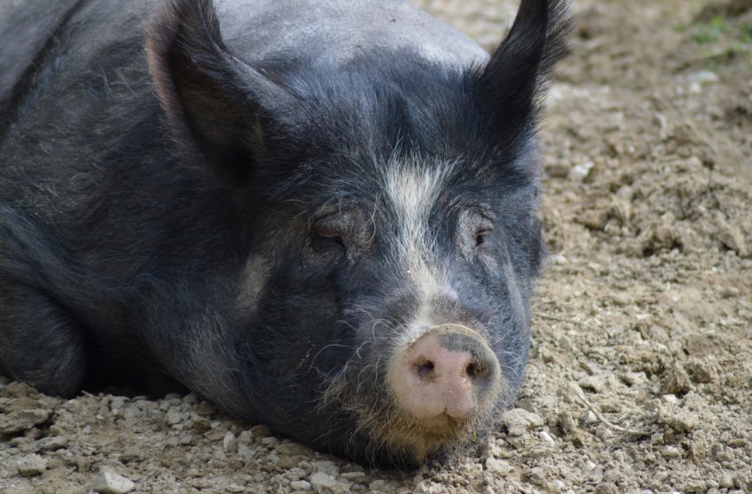 Мінагрополітики та Асоціація «Свинарі України» обговорили можливість компенсації шкоди підприємствам, що постраждали від АЧС Мінагрополітики та Асоціація «Свинарі України» обговорили можливість компенсації шкоди підприємствам, що постраждали від АЧС