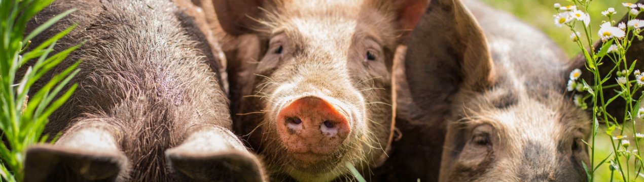 Мінагрополітики та Асоціація «Свинарі України» обговорили можливість компенсації шкоди підприємствам, що постраждали від АЧС