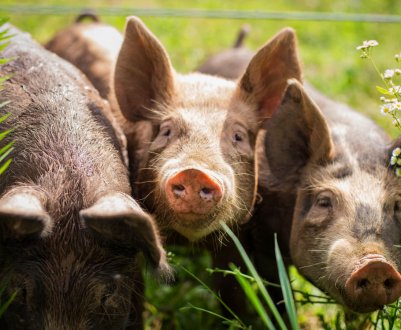 Мінагрополітики та Асоціація «Свинарі України» обговорили можливість компенсації шкоди підприємствам, що постраждали від АЧС