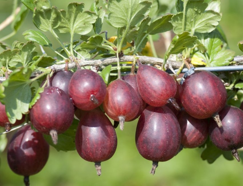 Агрус сорти Редбол Агрус сорти Редбол