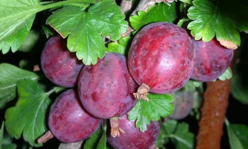 Агрус сорти Колобок Агрус сорти Колобок