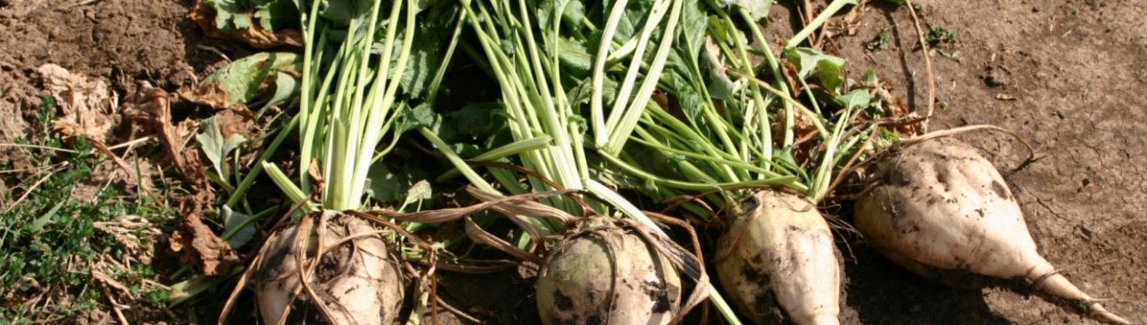 У посівах цукрових буряків України влаштувалася листова попелиця