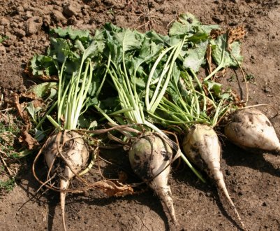 У посівах цукрових буряків України влаштувалася листова попелиця