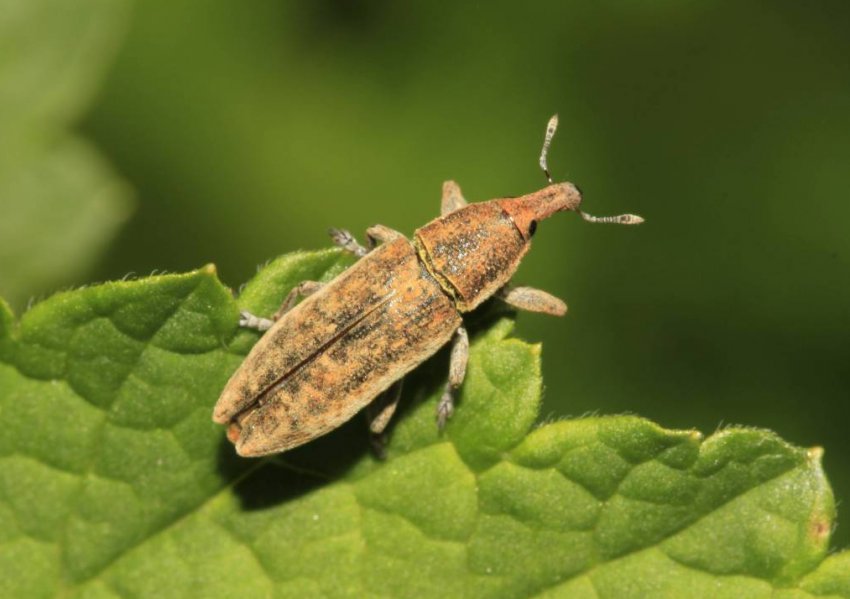 В посівах цукрових буряків України влаштувалася листова попелиця В посівах цукрових буряків України влаштувалася листова попелиця
