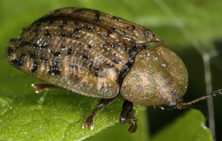 В посівах цукрових буряків України влаштувалася листова попелиця В посівах цукрових буряків України влаштувалася листова попелиця