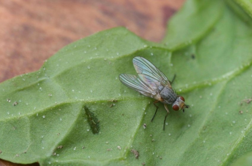 В посівах цукрових буряків України влаштувалася листова попелиця В посівах цукрових буряків України влаштувалася листова попелиця
