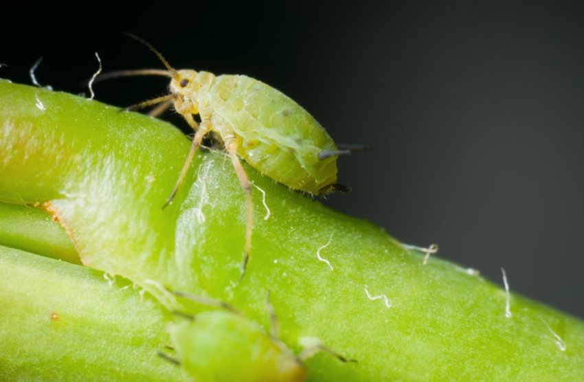 В посівах цукрових буряків України влаштувалася листова попелиця В посівах цукрових буряків України влаштувалася листова попелиця