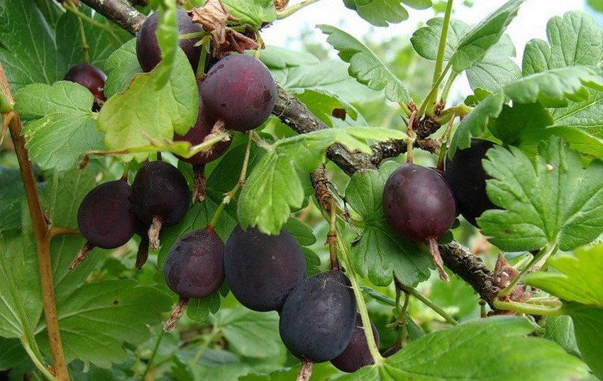 Агрус Консул Агрус Консул