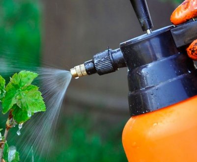 Весняна обробка кущів смородини й аґрусу від шкідників: способи та препарати