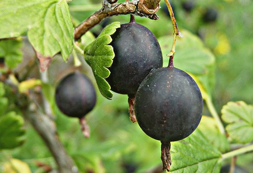 Агрус сорти Орлятко Агрус сорти Орлятко