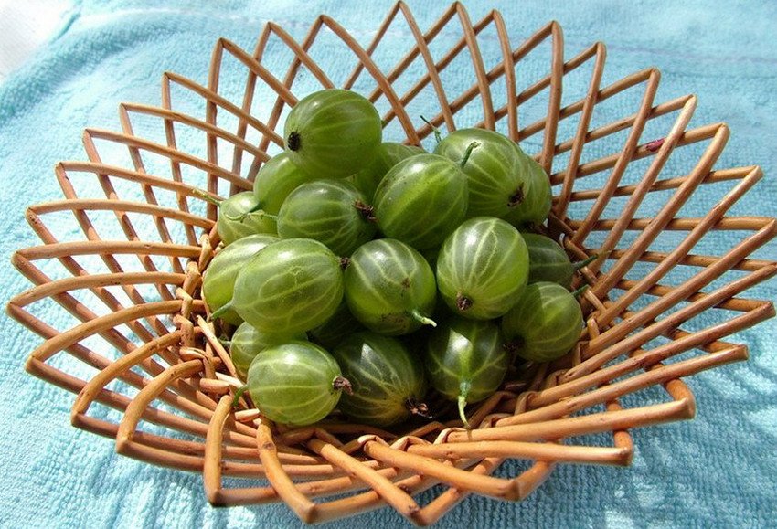 Сорт аґрусу Малахіт Сорт аґрусу Малахіт