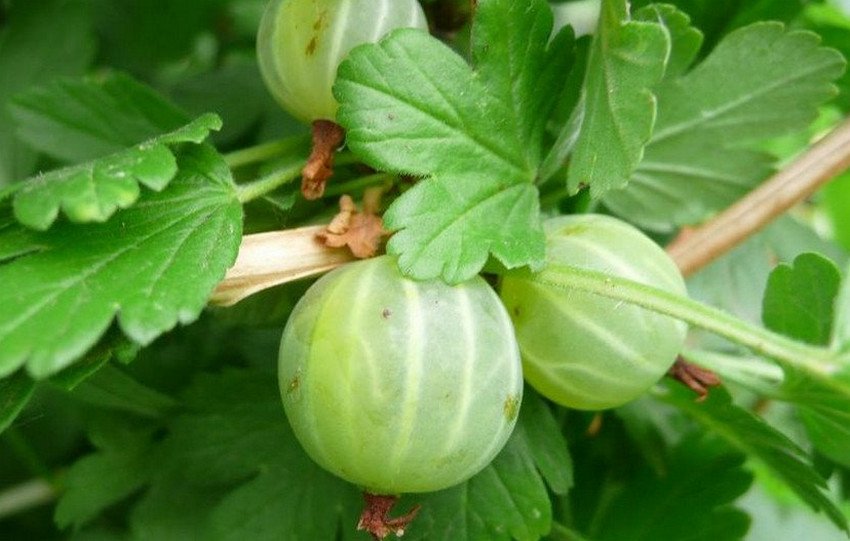 Уральський бесшипный аґрус Уральський бесшипный аґрус