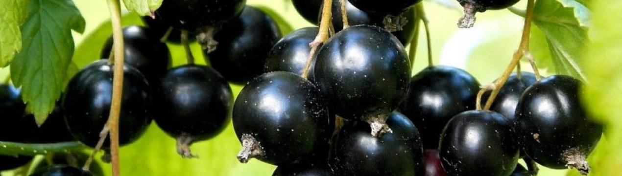 Смородина черная бессемянная саженцы. . Смородина черная бессемянная саженцы фото. Смородина черная бессемянная саженцы-. картинка Смородина черная бессемянная саженцы. картинка . КУПИТЬ САЖЕНЦЫ СМОРОДИНЫ МОЖНО ЧЕРЕЗ КОРЗИНУ ПОКУПОК,