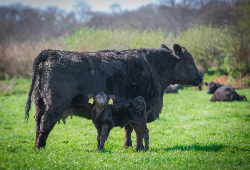 На пермських просторах завершується будівництво ферми для «мармурових» корів На пермських просторах завершується будівництво ферми для «мармурових» корів