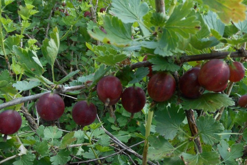 Агрус Командор Агрус Командор