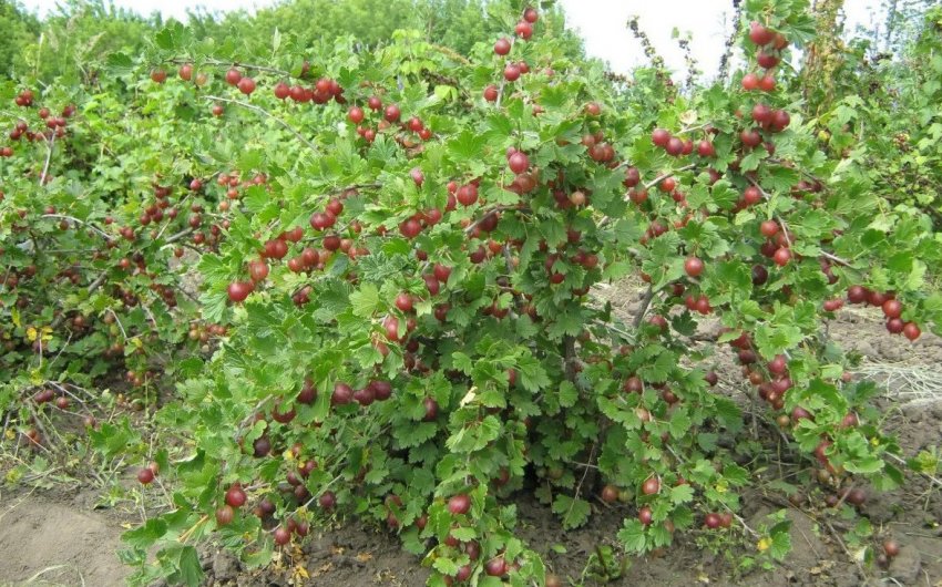 Агрус Сіріус Агрус Сіріус