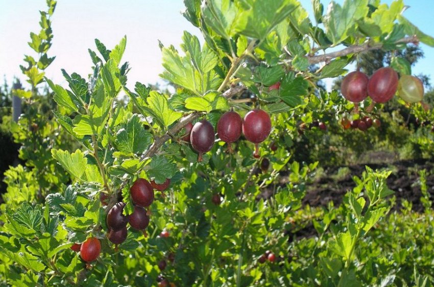 Агрус Кооператор Агрус Кооператор