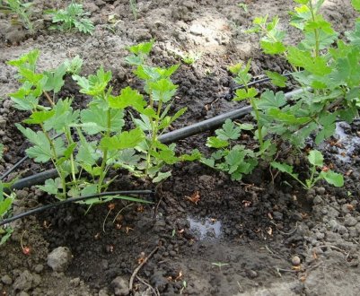 Розмноження аґрусу живцюванням: терміни і методи