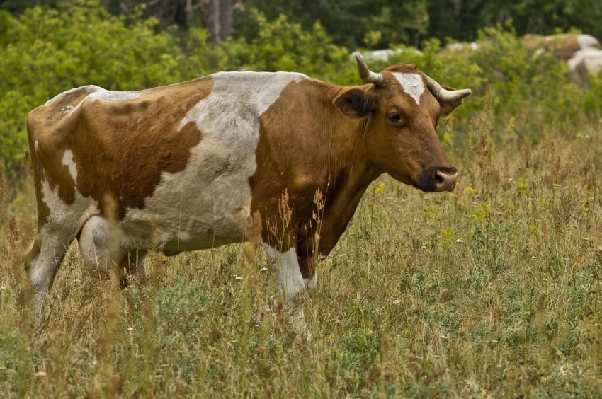 Сибіряку, який через корови позбувся нирки, виплатять 400 тисяч рублів Сибіряку, який через корови позбувся нирки, виплатять 400 тисяч рублів