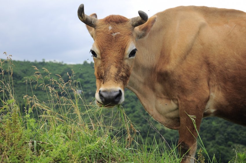 Сибіряку, який через корови позбувся нирки, виплатять 400 тисяч рублів Сибіряку, який через корови позбувся нирки, виплатять 400 тисяч рублів