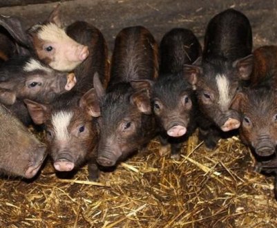 Порода свиней кармал: опис, особливості утримання, догляду та годівлі