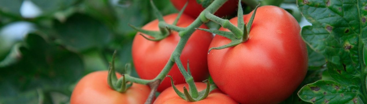 как часто можно опрыскивать помидоры сывороткой с йодом. Смотреть фото как часто можно опрыскивать помидоры сывороткой с йодом. Смотреть картинку как часто можно опрыскивать помидоры сывороткой с йодом. Картинка про как часто можно опрыскивать помидоры сывороткой с йодом. Фото как часто можно опрыскивать помидоры сывороткой с йодом