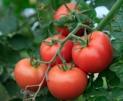 Як і для чого обробляти помідори сироваткою з йодом