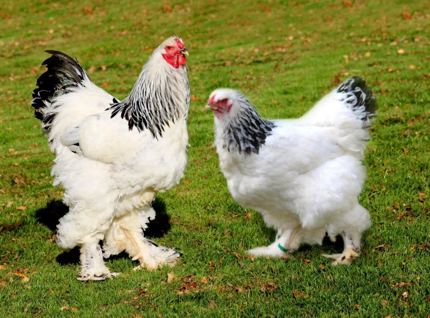 Бурятські птахівники відзначають ювілей форуму «Байкал» Бурятські птахівники відзначають ювілей форуму «Байкал»