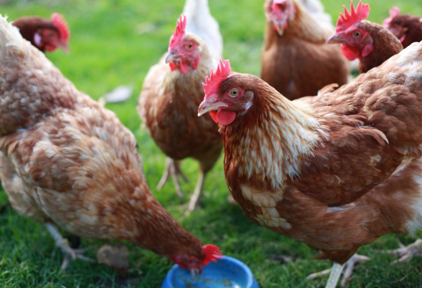 Бурятські птахівники відзначають ювілей форуму «Байкал» Бурятські птахівники відзначають ювілей форуму «Байкал»