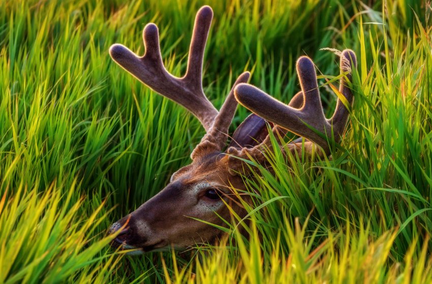 Якутія не шкодує мільярдів на потреби оленярства Якутія не шкодує мільярдів на потреби оленярства