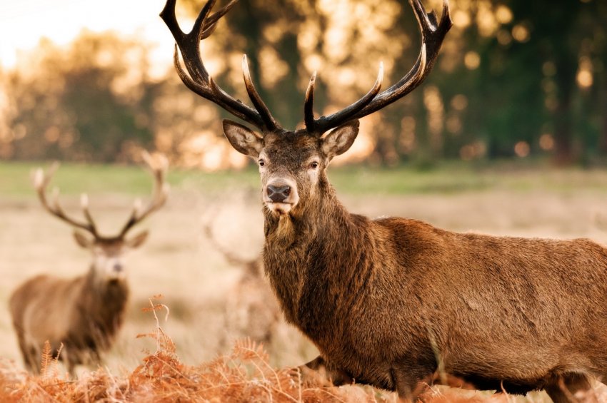 Якутія не шкодує мільярдів на потреби оленярства Якутія не шкодує мільярдів на потреби оленярства