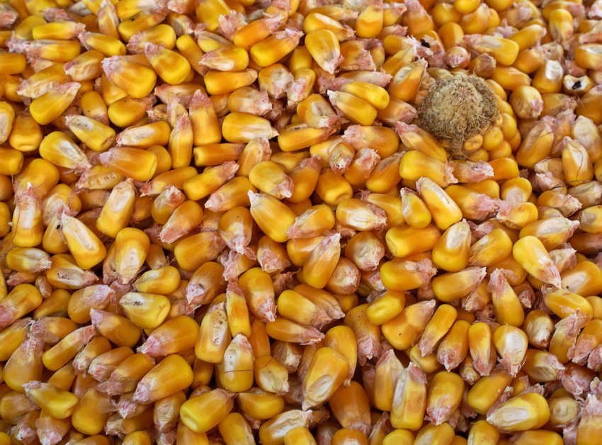 Кормова кукурудза в Росії продовжує дорожчати
