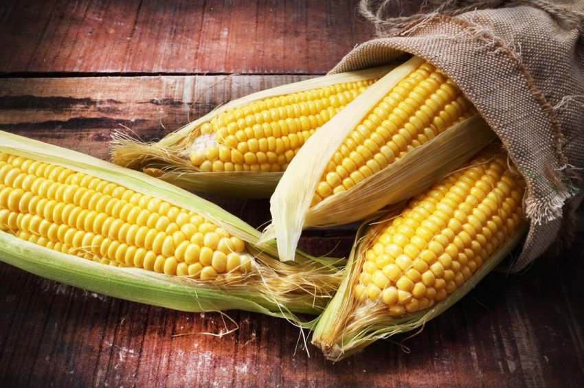 Кормова кукурудза в Росії продовжує дорожчати