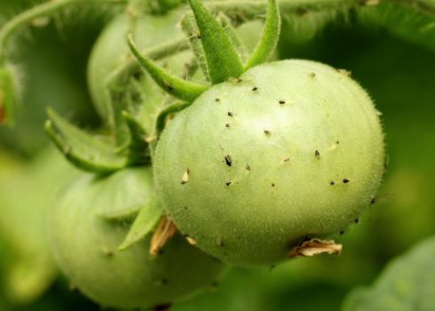 Як позбутися від мошки на помідорах з допомогою хімічних і народних засобів