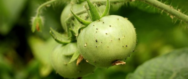 Черные мошки на помидорах – методы борьбы и профилактика