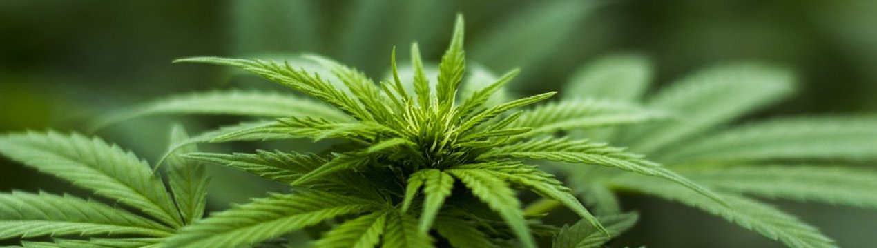 Українська компанія «Арніка» планує отримати до 1 тонни органічної конопель з гектара