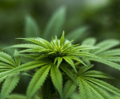 Українська компанія «Арніка» планує отримати до 1 тонни органічної конопель з гектара