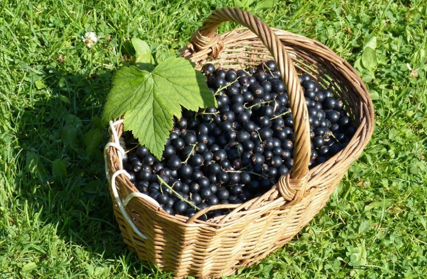 Саженцы черной смородины несравненная. 98025.ptyloc.850. Саженцы черной смородины несравненная фото. Саженцы черной смородины несравненная-98025.ptyloc.850. картинка Саженцы черной смородины несравненная. картинка 98025.ptyloc.850. Уже много лет наши селекционеры работают над созданием совершенно новых сортов чёрной смородины. Эти сорта должны быть особо сладкими и особо вкусными, сохраняя при этом крупноплодность и высокую урожайность. И наконец, нам удалось создать пока один такой сорт, но на подходе ещё несколько новейших сортов особо сладких и особо вкусных.