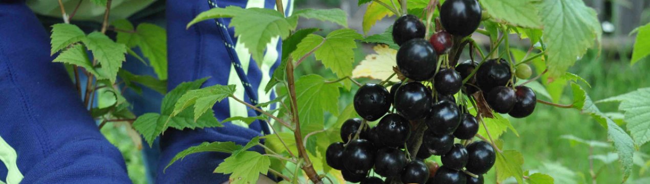 Смородина чорна Скарб: основні характеристики