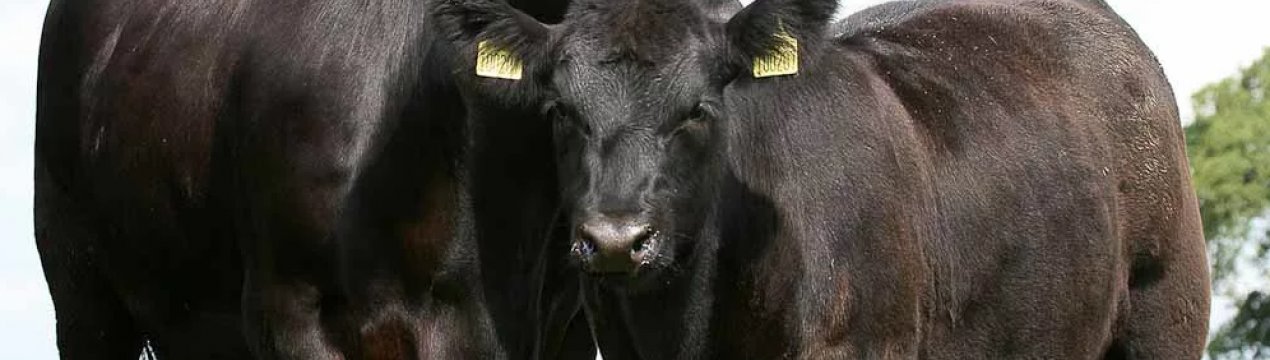 Aberdeen Angus стає найпопулярнішою м'ясною породою у Великобританії