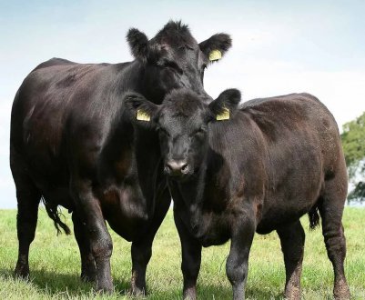Aberdeen Angus стає найпопулярнішою м'ясною породою у Великобританії