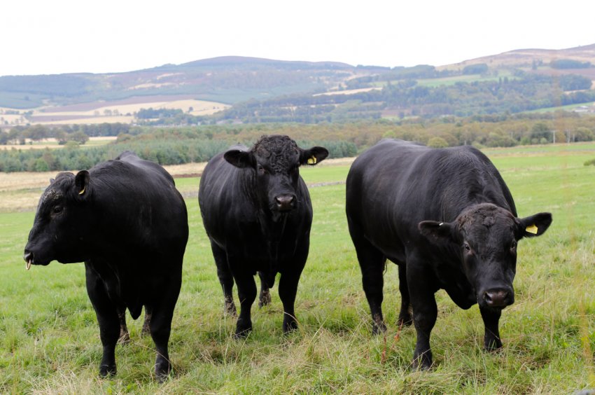 Aberdeen Angus стає найпопулярнішою м'ясною породою у Великобританії Aberdeen Angus стає найпопулярнішою м'ясною породою у Великобританії