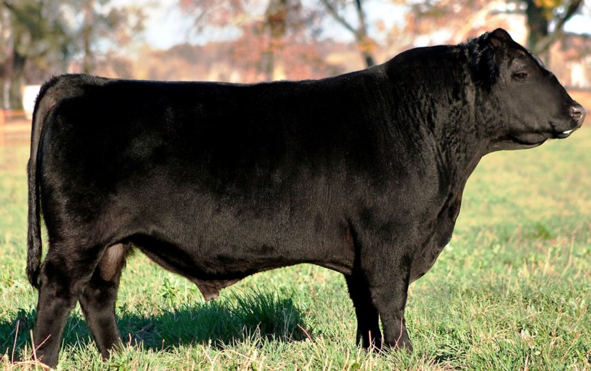 Aberdeen Angus стає найпопулярнішою м'ясною породою у Великобританії Aberdeen Angus стає найпопулярнішою м'ясною породою у Великобританії