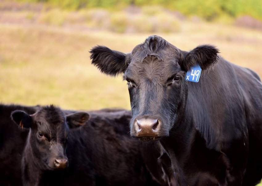 В Ірландії відзначено зростання експорту живої худоби В Ірландії відзначено зростання експорту живої худоби