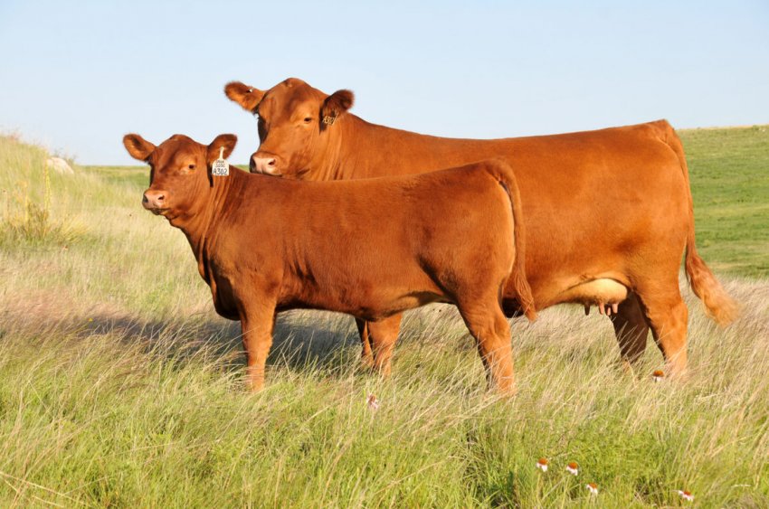 В Ірландії відзначено зростання експорту живої худоби В Ірландії відзначено зростання експорту живої худоби