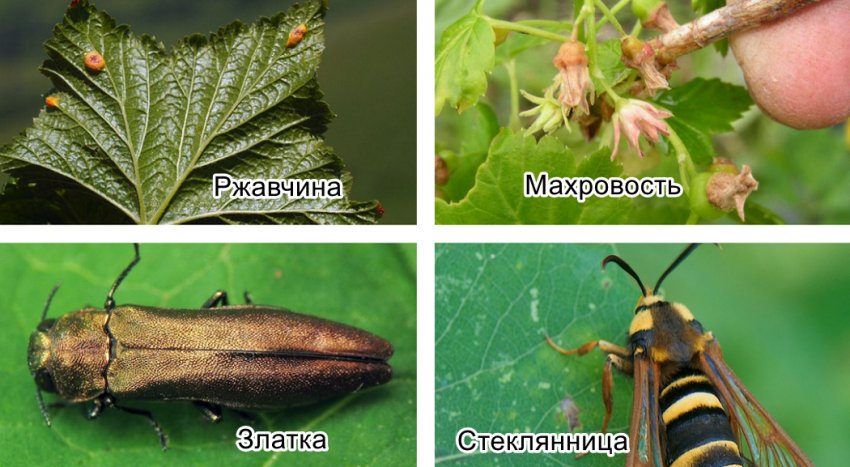 Хвороби і шкідники смородини Хвороби і шкідники смородини