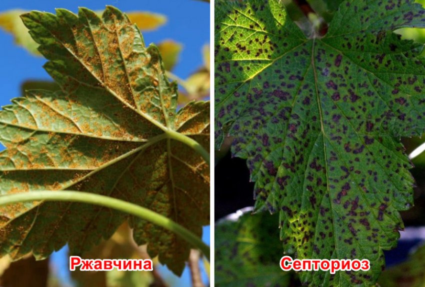 Сорт черной смородины галинка отзывы. 98087.ptyph0.850. Сорт черной смородины галинка отзывы фото. Сорт черной смородины галинка отзывы-98087.ptyph0.850. картинка Сорт черной смородины галинка отзывы. картинка 98087.ptyph0.850. Смородина Галинка была получена путем соединения сортов Лепаан Муста и Сеянец Голубки в НИИСС им. М.А.Лисавенко и внесена в Госреестр сортов в 2001 году.
