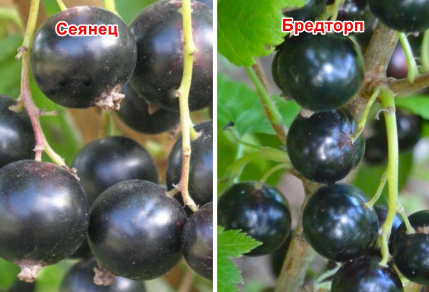 Пигмей какой сорт смородины. 98091.ptypno.850. Пигмей какой сорт смородины фото. Пигмей какой сорт смородины-98091.ptypno.850. картинка Пигмей какой сорт смородины. картинка 98091.ptypno.850. Универсальное назначение ягод смородины позволяет употреблять их в свежем и замороженном виде, заготавливать в виде джема, компота, варенья. Этот кустарник достаточно неприхотлив, растет в теплых и холодных регионах. Компактные кусты смородины Пигмей, фото, отзывы и описание сорта которой представлены ниже, отличаются продолжительным плодоношением. Сладкую ягоду собирают с начала июля до средины августа. Приятный, насыщенный вкус плодов – одно из главных достоинств сорта, благодаря которому его охотно выращивают на дачных участках и фермерских плантациях.