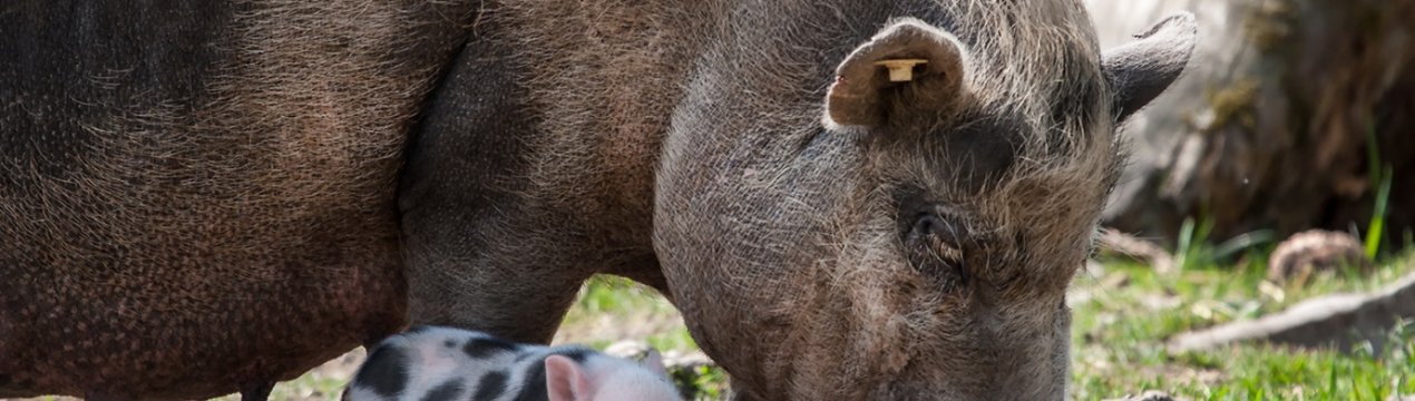 Філіппіни заборонили імпорт свиней з Північної Кореї