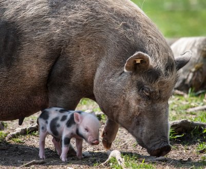 Філіппіни заборонили імпорт свиней з Північної Кореї